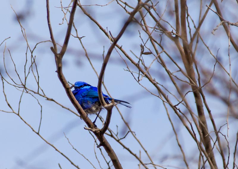 Bright blue small bird sitting on a branch