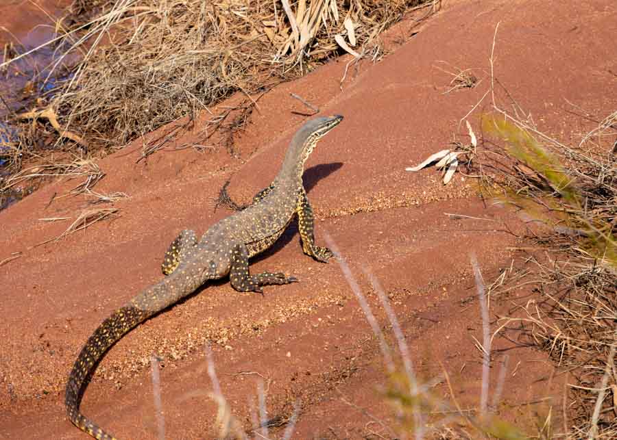 a large lizard resting a red rock